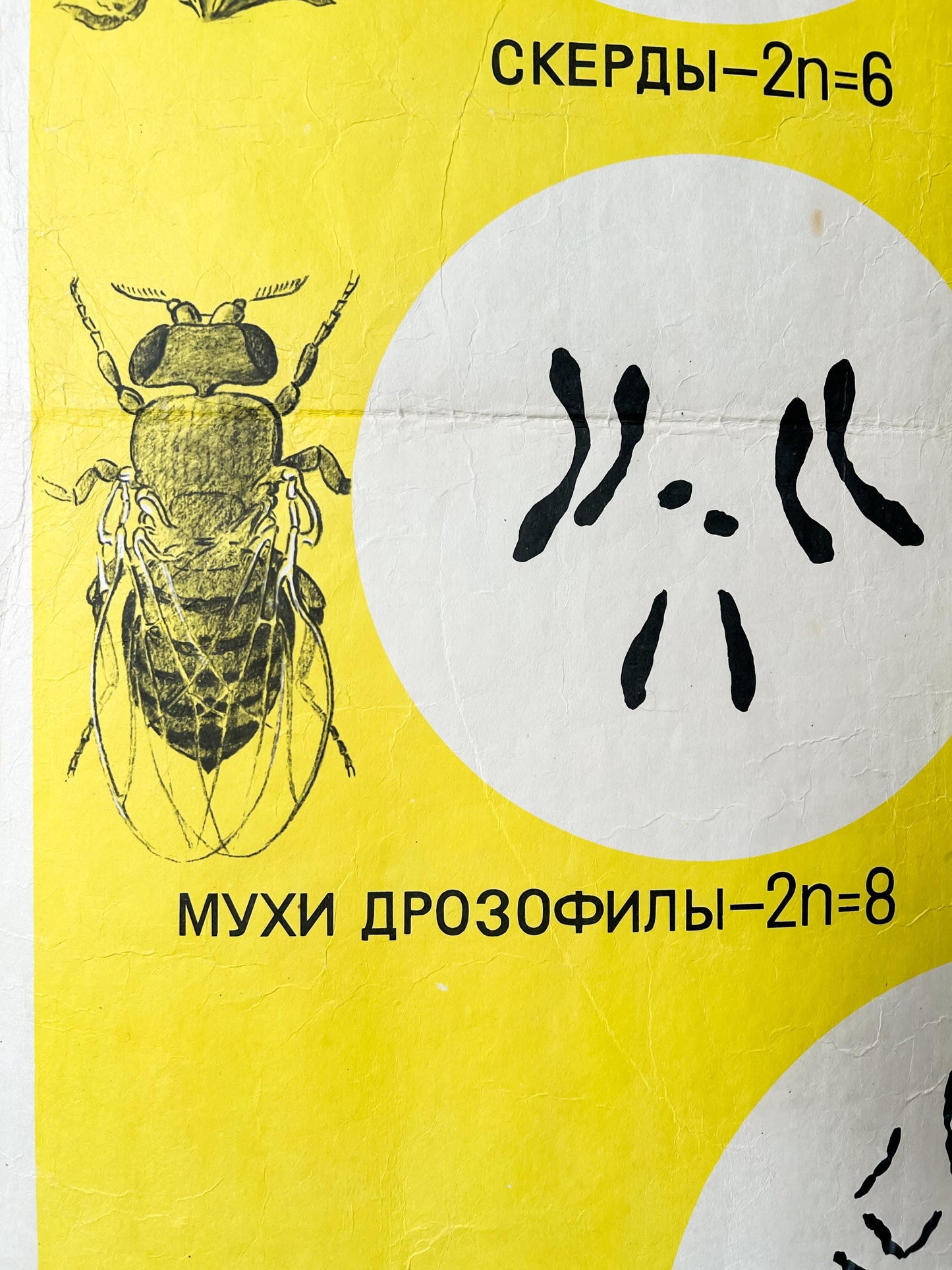 1968 Soviet Vintage Large Biology School Chart "Sets of CHROMOSOMES in Plants Animals & Humans" Paper On Linen, USSR Mid Century Poster